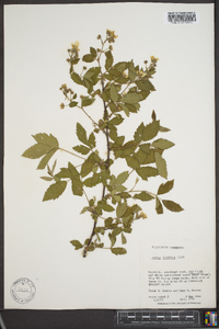 Rubus argutus image