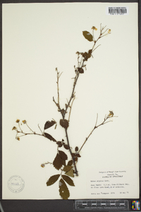 Rubus argutus image