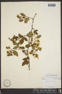 Rubus argutus image