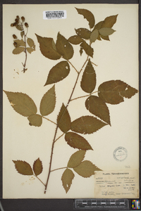 Rubus argutus image