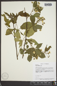 Rubus argutus image