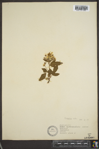 Rubus argutus image