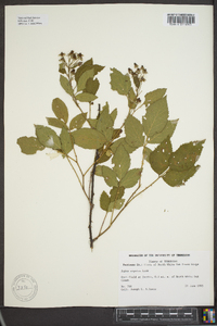 Rubus argutus image