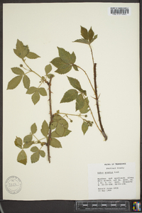 Rubus argutus image