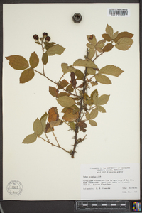 Rubus argutus image