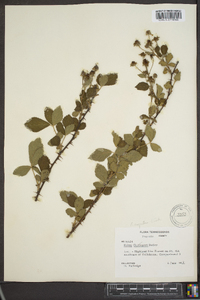 Rubus argutus image