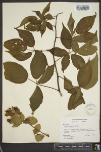 Rubus argutus image