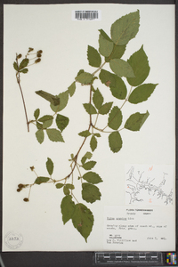 Rubus argutus image