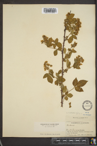 Rubus argutus image