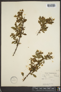 Rubus argutus image