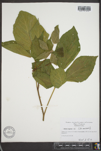 Rubus argutus image