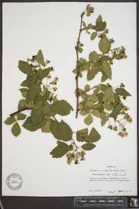 Rubus argutus image