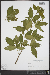 Rubus argutus image