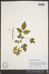 Rubus argutus image