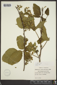 Rubus argutus image