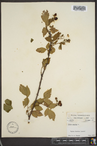 Rubus argutus image