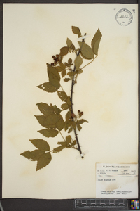 Rubus argutus image