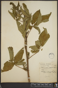 Rubus argutus image