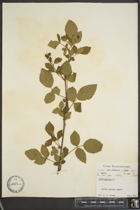 Rubus argutus image