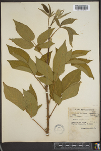 Rubus argutus image