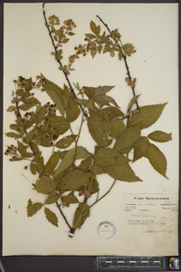 Rubus argutus image