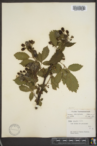 Rubus argutus image