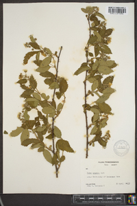 Rubus argutus image