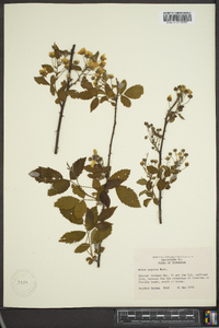 Rubus argutus image