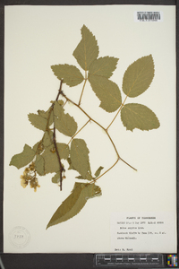 Rubus argutus image