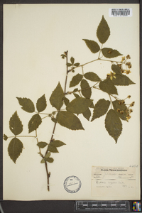 Rubus argutus image