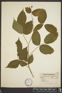 Rubus argutus image