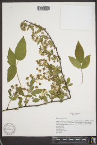 Rubus argutus image