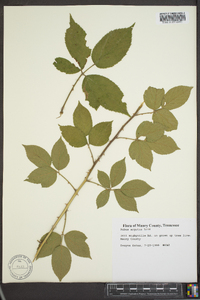 Rubus argutus image