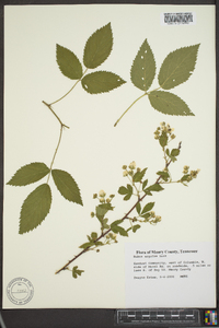 Rubus argutus image