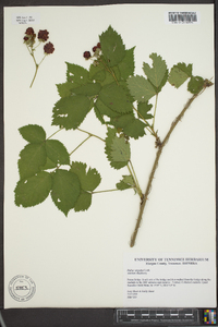 Rubus argutus image