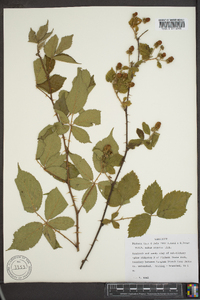 Rubus argutus image