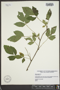 Rubus argutus image
