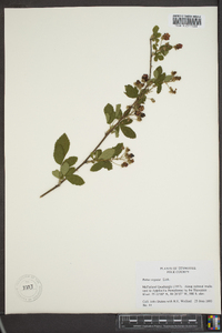 Rubus argutus image