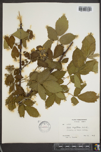 Rubus argutus image