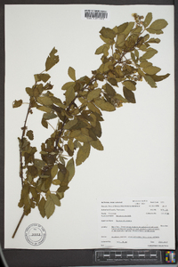 Rubus argutus image