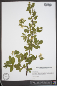 Rubus argutus image