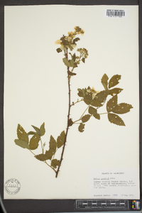 Rubus argutus image