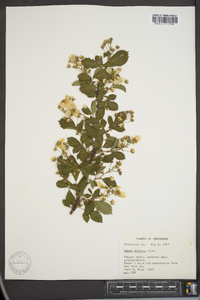 Rubus argutus image