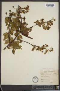 Rubus argutus image