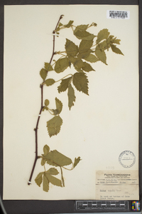 Rubus argutus image