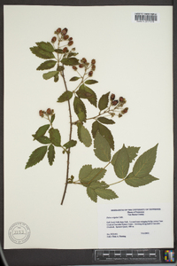 Rubus argutus image