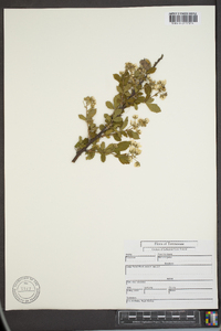 Rubus argutus image