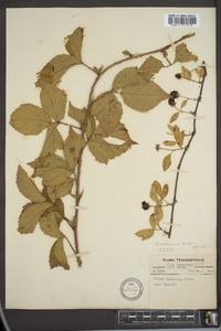 Rubus baileyanus image