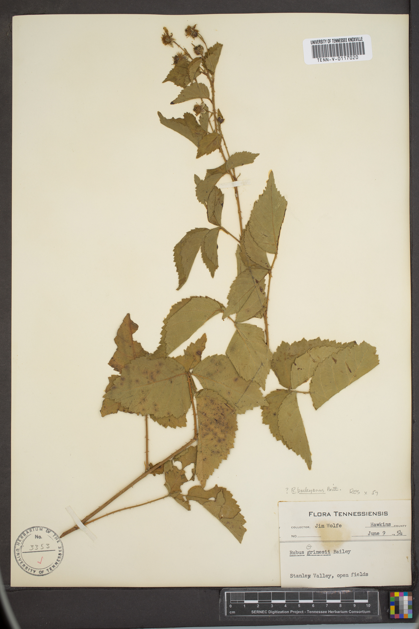 Rubus baileyanus image