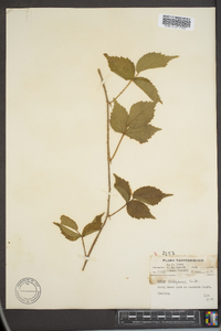 Rubus baileyanus image